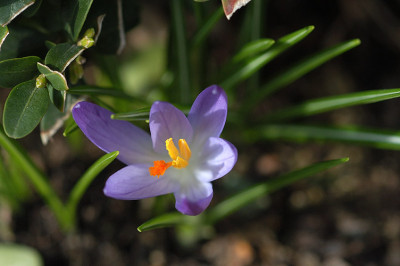 krokante_N10627.jpg