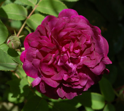 Centifolia_a_fleurs_doubles_violettes__0010__51717_95.jpg