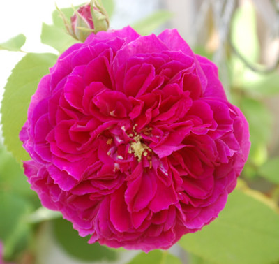 Erinnerung_an_Brod_0010__48088_95.jpg