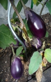 Aubergine_2009.jpg