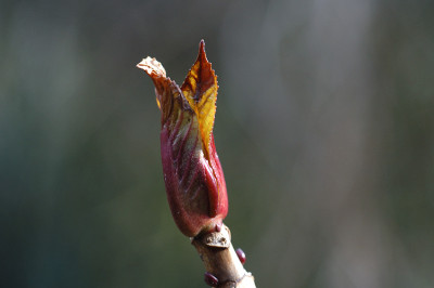 trieb_N10617.jpg