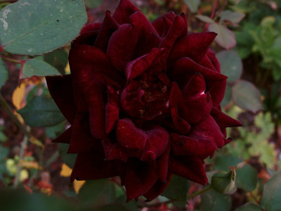 nigrette200909_zg.jpg