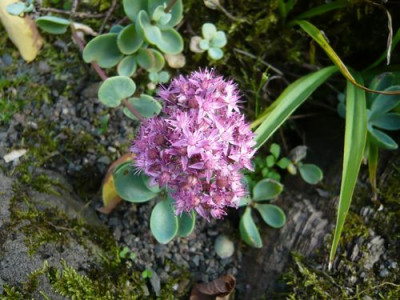 Sedum_ewersii_fars_2009.jpg
