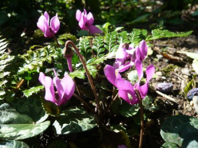 Cyclamen_purpurascens_zum_Herbstbeginn_fars_2009.jpg