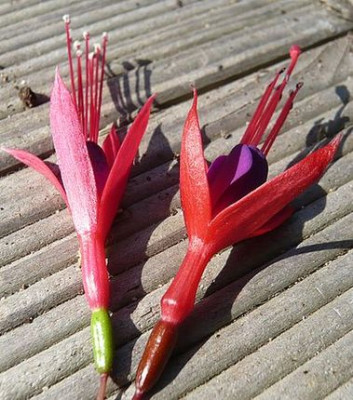 Fuchsia_magellanica_Vergleich_1_fars_2009.jpg