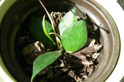 Hoya_090922.jpg