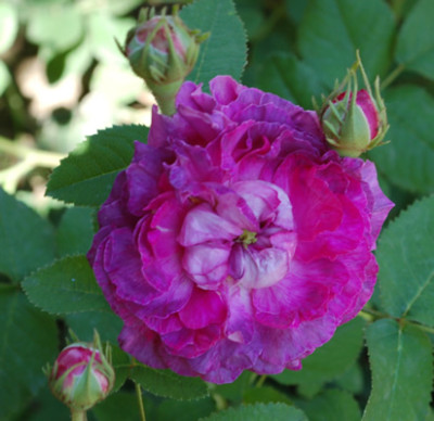 Marie_Tudor_0010__49691_92.jpg