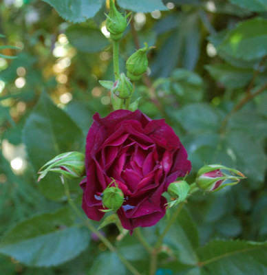 Midnight_Blue_0010__50037.jpg