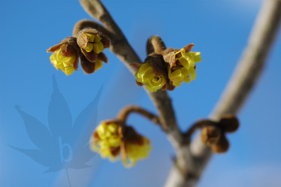 Hamamelis_intermedia_Wester.jpg