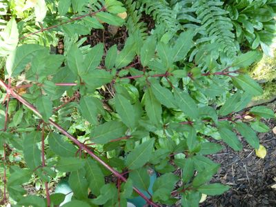 Fuchsia_magellanica_Vergleich_2_fars_2009.jpg