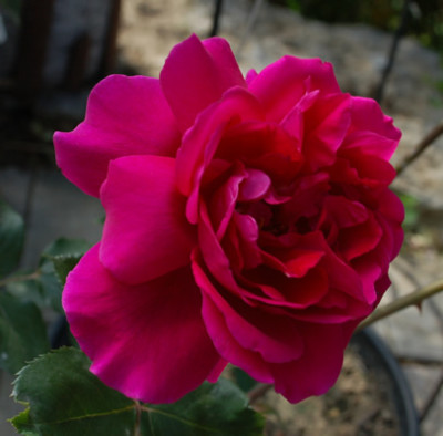 Muhme_Loffler0010_49801_95.jpg