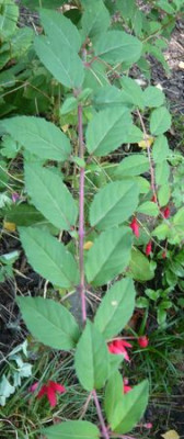 Fuchsia_magellanica_Vergleich_3_fars_2009.jpg