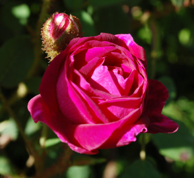 Nuits_de_Young_0010__49605.jpg