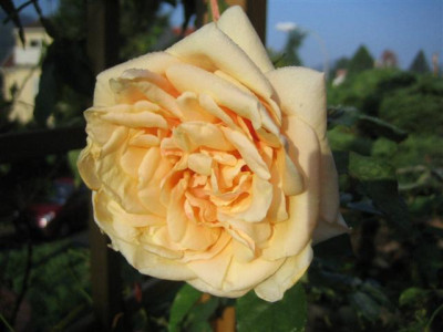 20-09-2009_001_Small.jpg