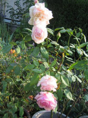 20-09-2009_007_Small.jpg
