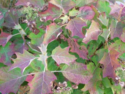 HydQuercifolia03.jpg