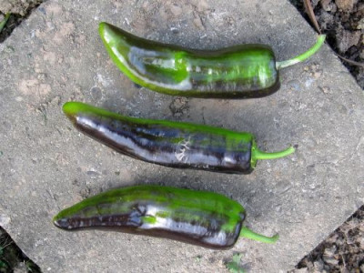 Paprika_schwarz_30912.jpg