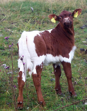 Kalbchen.jpg