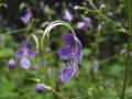 caryopteris_divaricata4.jpg