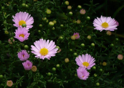 Aster.jpg