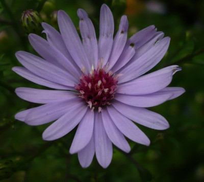 Aster__2.jpg