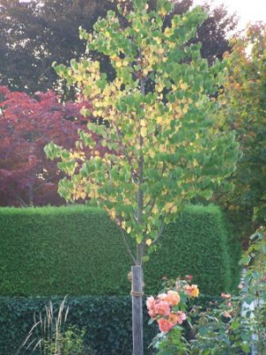 Cercidiphyllum08.jpg