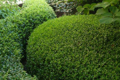 Rendel-Hecke-1-b.jpg
