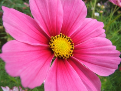 Cosmos_bipinnatus.JPG