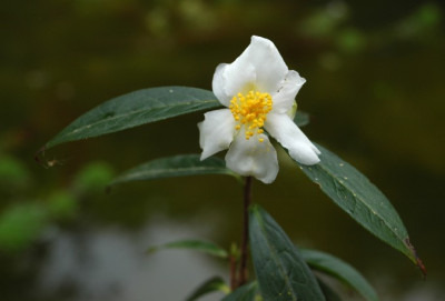 fluviatilis.jpg