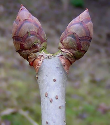 aesculus_briottii_knospe.jpg