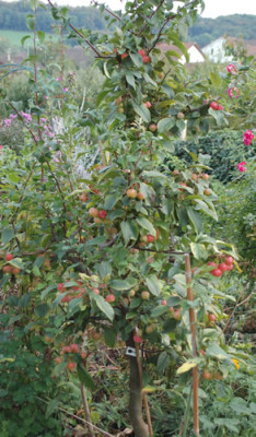 Zierapfel_red_Sentinel_0010__58648.jpg