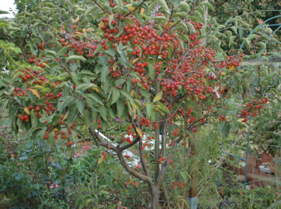 Zierapfel_Pom_Zai_0010__58650.jpg