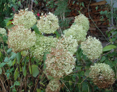Hydrangea_arboresccens_Annabelle_0010__58666.jpg