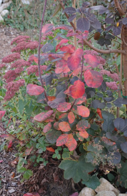Cotinus_coggyria_Royal_Purple_0010__58674.jpg