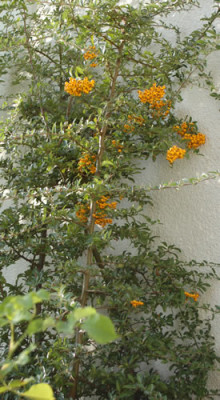 Pyracantha_coccinea_Soleil_dOr_0010__58692.jpg