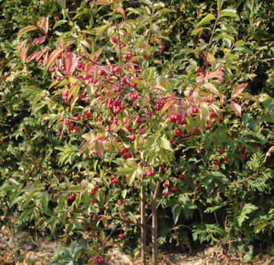 Euonymus_europaeus_0010__58673.jpg