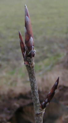 Hainbuche_Knospe.jpg