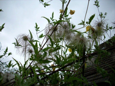 clematis_tangutica_herbst.jpg