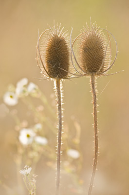 Karde09-1.jpg
