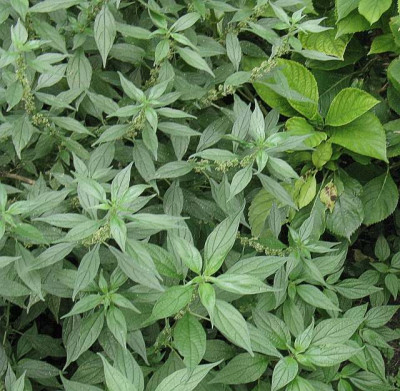 wildkraut_robust_2009-09.jpg