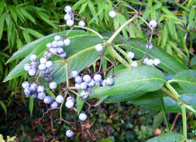 75-Sambucus-caerulea-090924c-Det.jpg