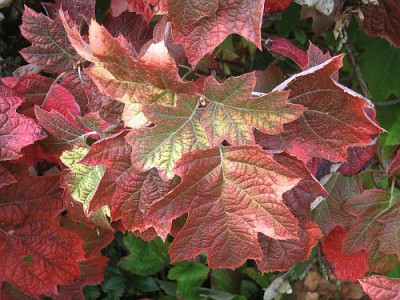 Hydrangea_quercifolia_31021.jpg