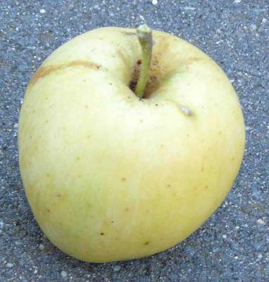 c_Apfelunterlage_Frucht_051.jpg