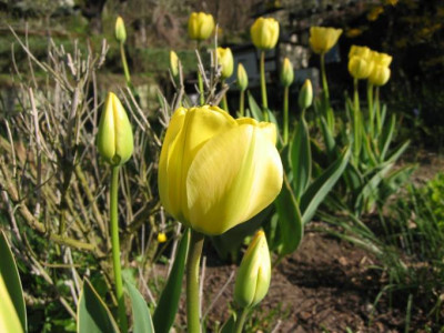 TULIPA2.JPG