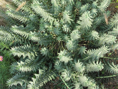 euphorbia_rigida_riesig.jpg