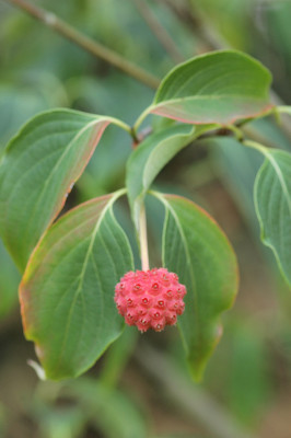 Img0049.jpg