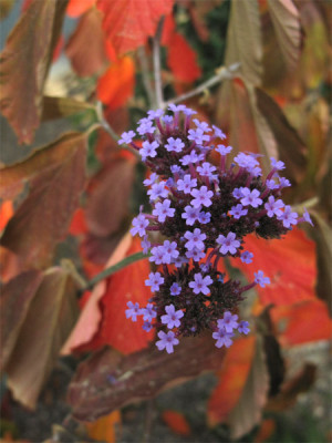 verbena_bon_hamamelis.jpg