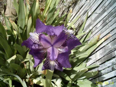 iris01.jpg