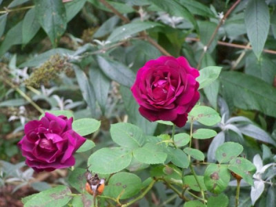 Sept_2009_Rose_du_Roi.jpg