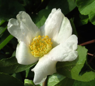 Papaver_24.09.1.JPG